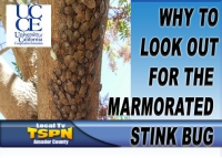 Why to Look Out for the Brown Marmorated Stink Bug 